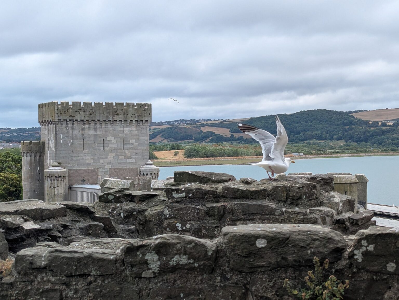 Möwe auf der Mauer von Conwy Castle, dahinter der Fluss Conwy