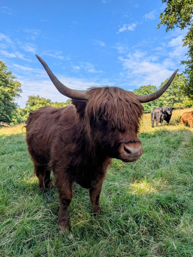 Schottisches Hochlandrind aufgenommen im Pollok Country Park.