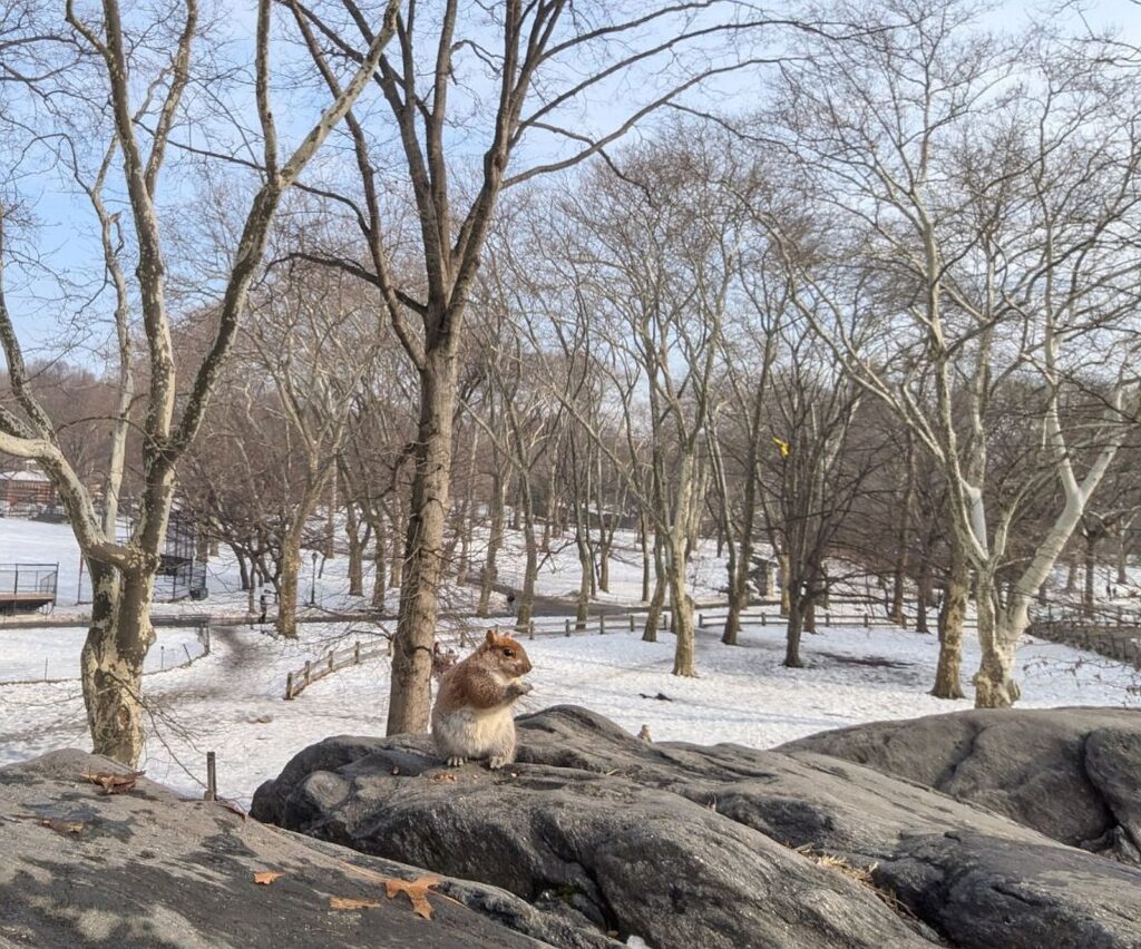 Eichhörnchen im Central Park