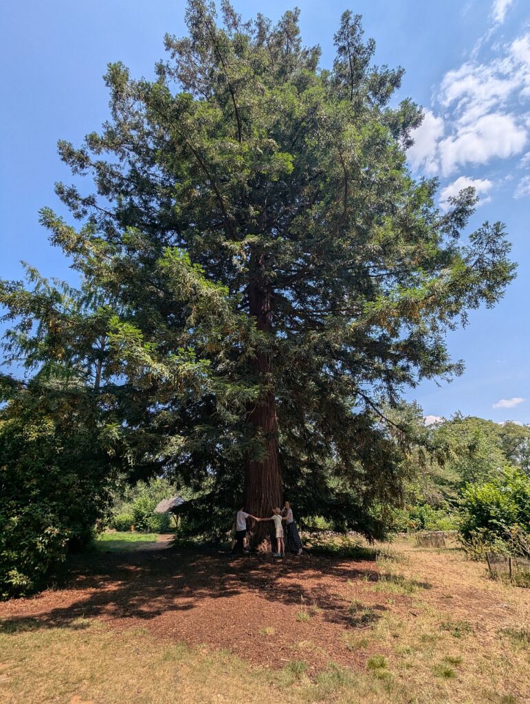 Harcourt Arboretum der University of Oxford - Die ganze Familie umarmt den dicken Stamm.