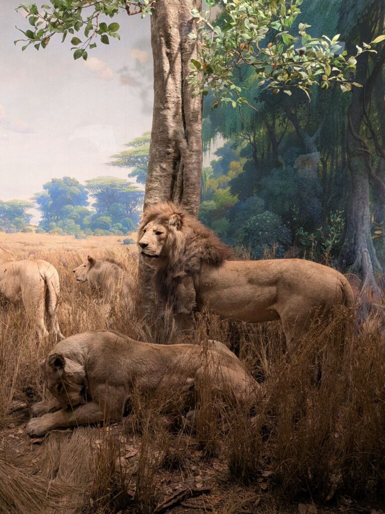 Exponat Löwen - American Museum of Natural History