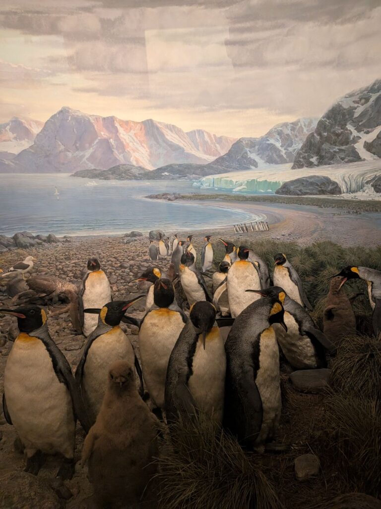 Exponat Pinguine- American Museum of Natural History