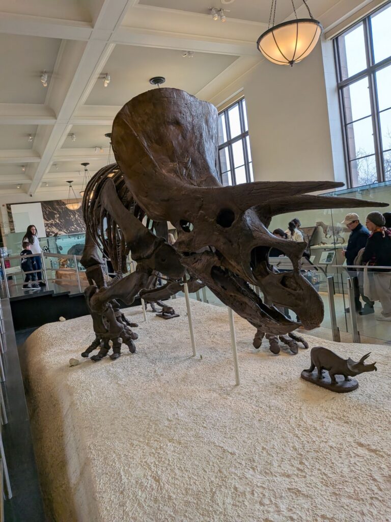 Exponat Triceratops- American Museum of Natural History